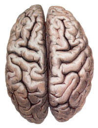 Chiropractic Denver CO Brain Health